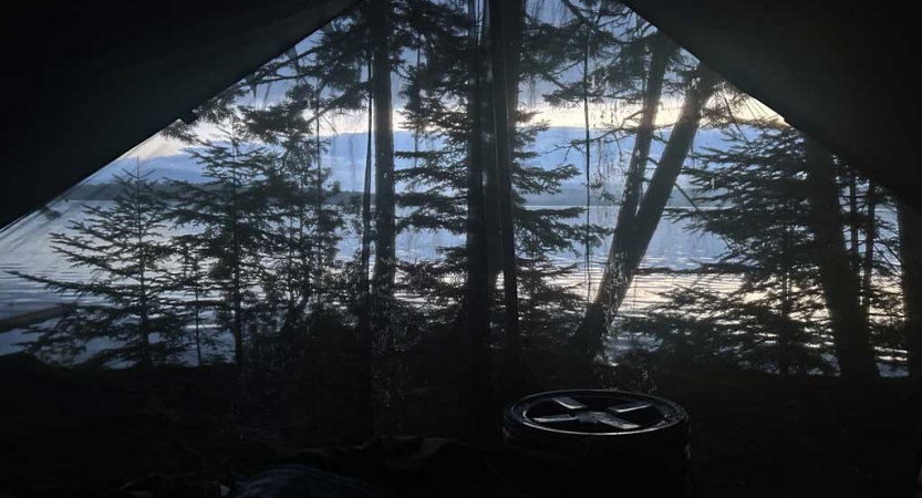 From inside a tent, trees obscure a dimly lit sky. 